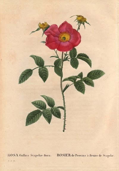 Botanisk tavle, blomst, rosesort: Provinrose med Stapelia-blomstring (Rosa Gallica Stapeliae flora), sandsynligvis udryddede arter. I "" Les Roses", bind 2 af Pierre Joseph Redoute (1759-1840) af Pierre Joseph Redouté
