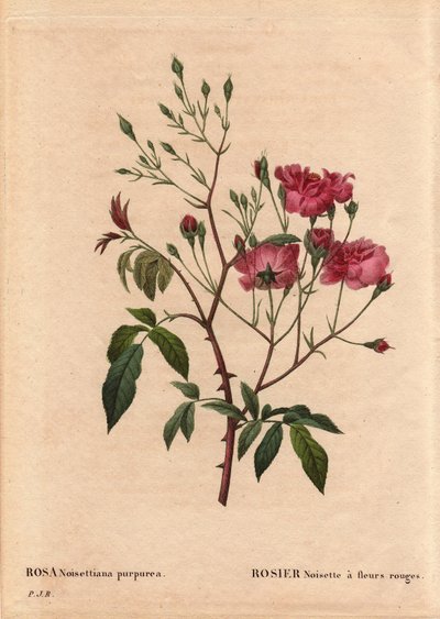 Botanisk tavle, blomst, rosesort: Rosa hasselnød med røde blomster (Rosa noisettiana purpurea), opnået fra frøene fra rosenhasselnøddesorten i 1822 i Monsieur Ternaux