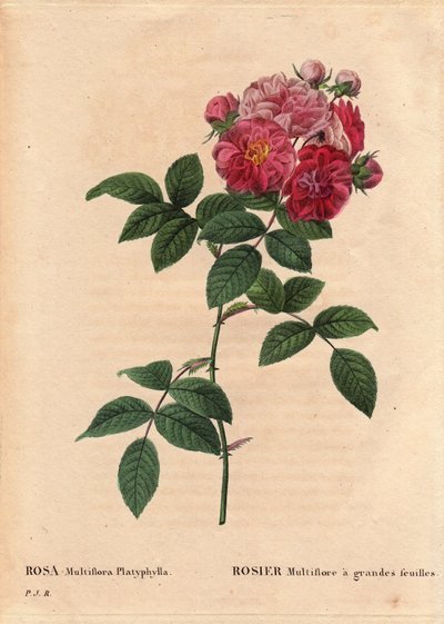 Botanisk bord, blomst, rosesort: Rosa multiflora med store blade (Rosa multiflora platyphylla) dyrker en frø artir introduceret i Bretagne før 1817. I "" Les Roses", bind 2 af Pierre Joseph Redoute (1759-1840) af Pierre Joseph Redouté