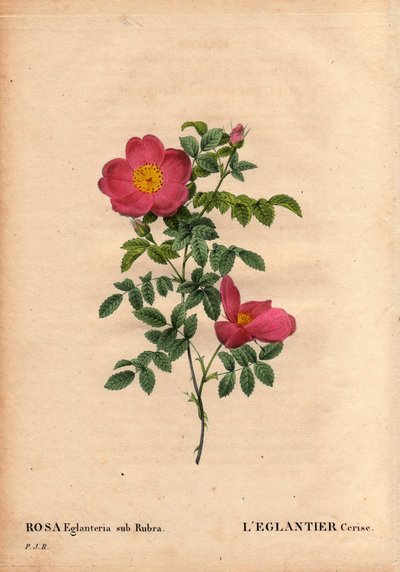 Botanisk bord, blomst, rosesort: Kirsebær-eglantier-repertoriet (Rosa eglanteria sub rubra) i drivhusene hos Monsieur Vilmorin, omkring 1820 og opnået af frøene fra den gule rose foetida. I "" Les Roses", bind 2 af Pierre Joseph Redoute af Pierre Joseph Redouté