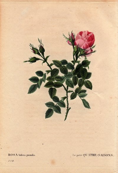 Botanisk bord, blomst, rosesort: De små fire årstider (fire årstider). På latin: Rosa bifera pumila, dyrket af Monsieur Noel, Paris, Frankrig, før 1824. I “” Les Roses”, bind 2 af Pierre Joseph Redoute (1759-1840) af Pierre Joseph Redouté