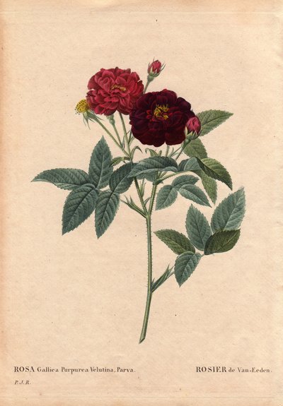 Botanisk bord, blomst, rosesort: Van Eeden Rose (Rosa Gallica Purpurea Velutina Parva). Dyrket i Holland af Van Eeden før 1810. I "" Les Roses", bind 2 af Pierre Joseph Redoute (1759-1840) af Pierre Joseph Redouté