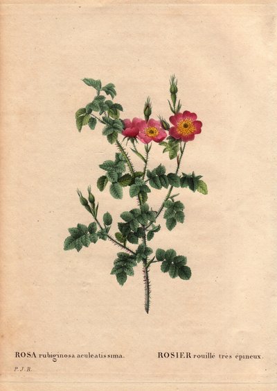 Botanisk bord, blomst, rosesort: Meget toget rustrose (Rosa rubiginosa aculeatissima). Opnået af frø og paneret af Du Pont omkring 1810. I "" Les Roses", bind 2 af Pierre Joseph Redoute (1759-1840) af Pierre Joseph Redouté