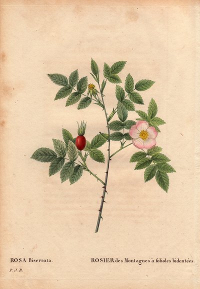 Botanisk tavle, blomst, rosesort: bjergrose med småblade (Rosa Biserrata). Saml af doktor Merat før 1812 på Mont Valerien nær Paris, Frankrig. I "" Les Roses", bind 2 af Pierre Joseph Redoute (1759-1840) af Pierre Joseph Redouté