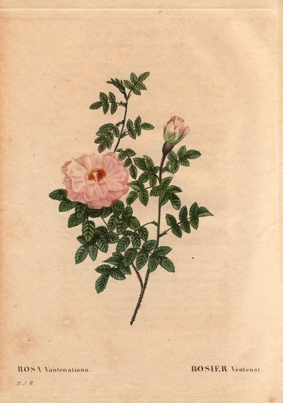 Botanisk bord, blomst, rosesort: Rose Ventenat. (Rosa ventenatiana), ukendt oprindelse. I "" Les Roses", bind 2 af Pierre Joseph Redoute (1759-1840) af Pierre Joseph Redouté