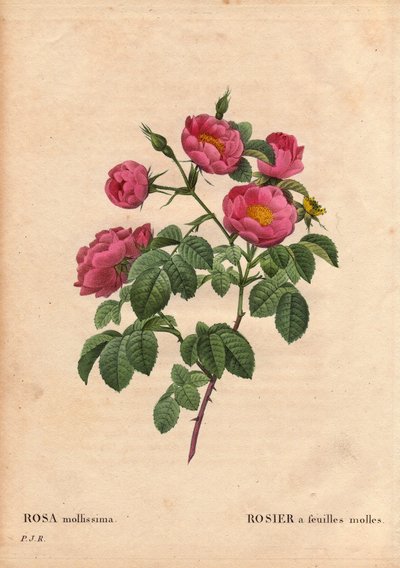 Botanisk bord, blomst, rosesort: Rose med bløde blade. (Rosa mollissima flora submultiplici). Rose mollis sort, før 1821. I "" Les Roses", bind 2 af Pierre Joseph Redoute (1759-1840) af Pierre Joseph Redouté