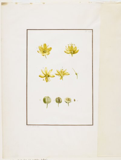 Botanisk dissektion: gul asphodel (Asphodelus lutea), ca. 1778-90 (wc og grafit på papir) af Pierre Joseph Redouté