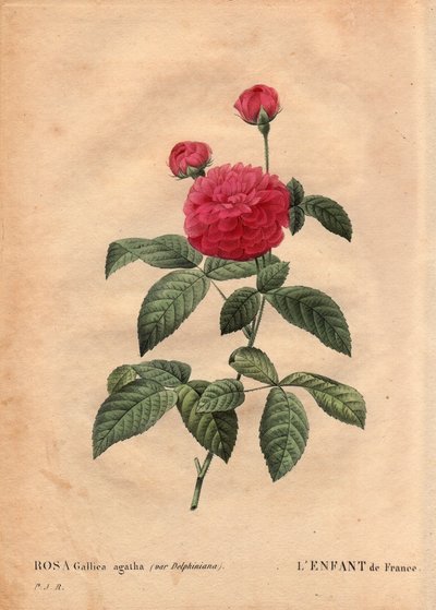 Botanisk plade, blomst, rosesort: Frankrigs barn (Rosa gallica agatha var. delphiniana). Dyrket af Monsieur Du Pont, omkring 1802, kendt siden Ludvig XV