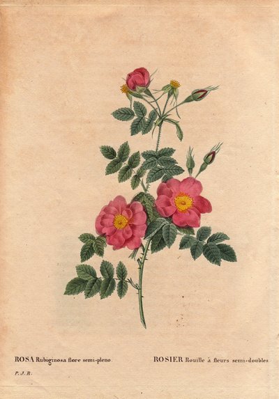 Botanisk plade, blomst, rosesort: Rose Rust har semi-dobbelte blomster (Rosa rubiginosa flora semi pleno), opnået fra frø og dyrket af P.J. Redoute omkring 1806. I "" Les Roses", bind 2 af Pierre Joseph Redoute (1759- 1840) af Pierre Joseph Redouté