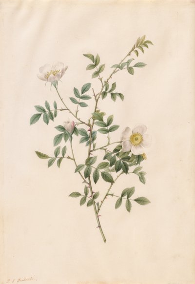 Brier Bush Rose eller Hunderose (Rosa Sepium Rosea) af Pierre Joseph Redouté
