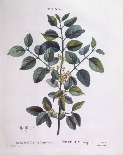 Havtorn (Rhamnus catharticus), Henry Louis Duhamel du Monceau, botanisk plade af Pierre Joseph Redouté af Pierre Joseph Redouté