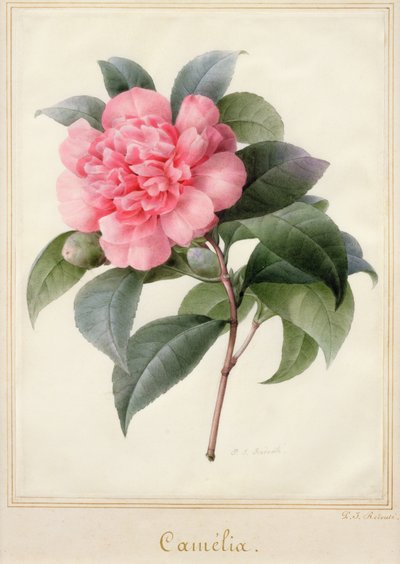 Camelia (akvarel med guld på vellum) af Pierre Joseph Redouté