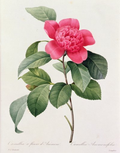 Camellia Anemonefolia (farvet gravering) af Pierre Joseph Redouté