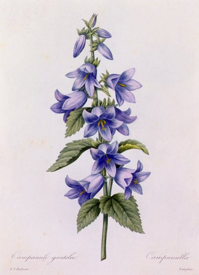 Campanula (farvet gravering) af Pierre Joseph Redouté