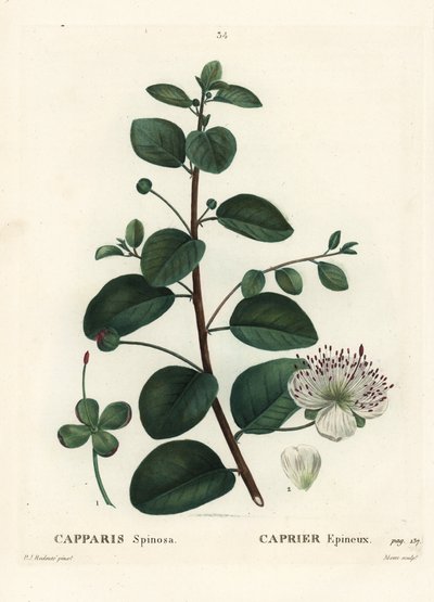 Caper Bush, Capparis Spinosa. Håndfarvet stippelgravering af Moret efter en illustration af Pierre-Joseph Redoute fra Henri Louis Duhamel du Moncel