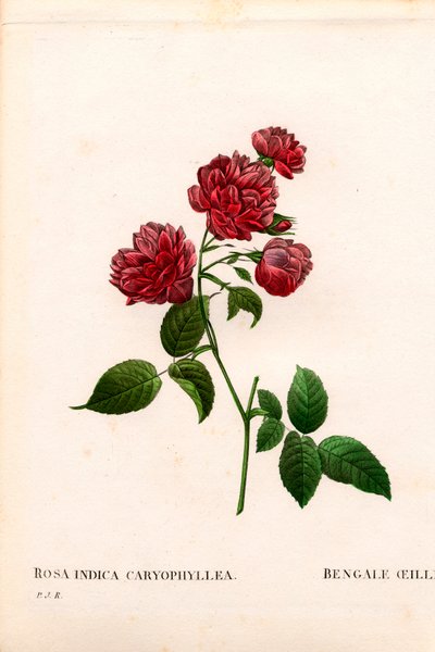 Carnation China rose, Rosa chinensis sort, The Bengal Carnation Carnation. Håndfarvet stiplet kobberstik fra Pierre Joseph Redoutes "" Les Roses,"" Paris af Pierre Joseph Redouté