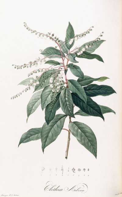 Clethra Arborea af Pierre Joseph Redouté
