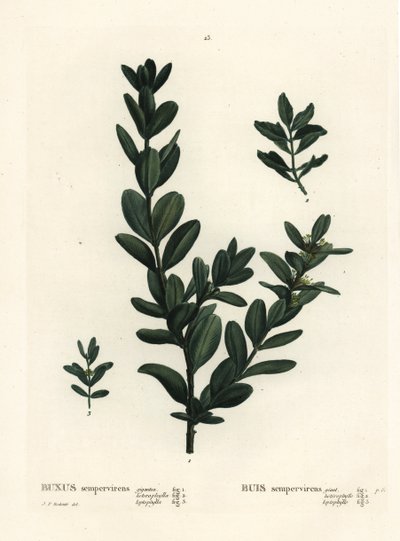 Almindelig kasse, europæisk boks eller buksbom, Buxus sempervirens (gigantea, heterophylla og leptophylla). Håndfarvet stiplet gravering efter en illustration af Pierre-Joseph Redoute fra Henri Louis Duhamel du Monceaus Treat des Arbres et Shrustes, Paris af Pierre Joseph Redouté