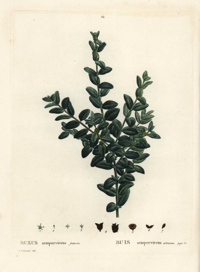 Almindelig æske, europæisk æske eller buksbom, Buxus sempervirens fruticosa. Håndfarvet stiplet gravering efter en illustration af Pierre-Joseph Redoute fra Henri Louis Duhamel du Monceaus Treat des Arbres et Shrustes, Paris af Pierre Joseph Redouté