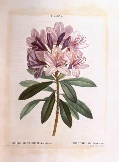 Almindelig rhododendron (Rhododendron ponticum), Henry Louis Duhamel du Monceau, botanisk plade af Pierre Joseph Redouté af Pierre Joseph Redouté