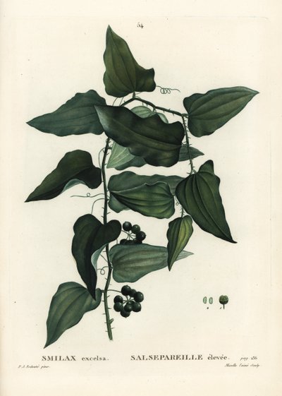 Almindelig smilax, ru bindweed, sarsaparilla eller middelhavssmilax, Smilax aspera (Smilax excelsa). Håndfarvet prikkegravering af Mixelle l