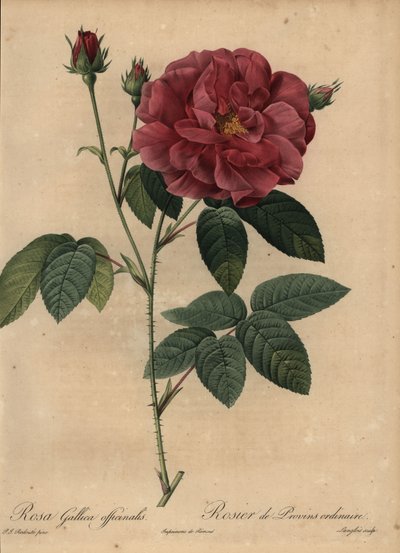 Crimson fransk rose eller rose af Provins, Rosa gallica officinalis af Pierre Joseph Redouté