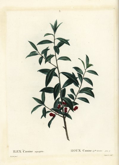 Dahoon kristtorn eller cassina, Ilex cassine. Håndfarvet prikkegravering af Coqueret efter en illustration af Pierre-Joseph Redoute fra Henri Louis Duhamel du Moncels Treat des Arbres et Shrustes, Paris af Pierre Joseph Redouté