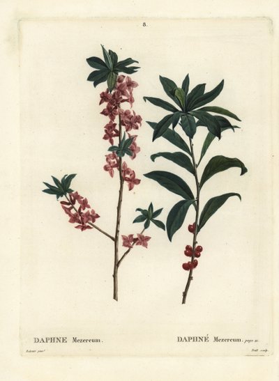 Daphne eller mezereon, Daphne mezereum. Håndfarvet stipplegravering af Troll efter en illustration af Pierre-Joseph Redoute fra Henri Louis Duhamel du Moncels Treat des Arbres et Shrustes, Paris af Pierre Joseph Redouté
