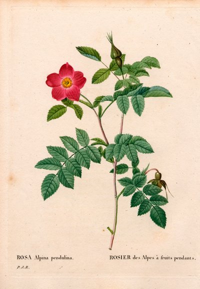 Under frugtet pink alpine, Rosa pendulina. Håndfarvet stiplet kobberstik fra Pierre Joseph Redoutes "" Les Roses,"" Paris af Pierre Joseph Redouté