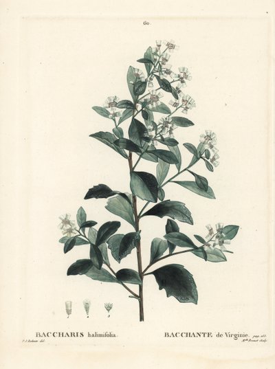 Østlig baccharis, jordselbusk, havmyrte eller saltbusk, Baccharis halimifolia. Håndfarvet stipplegravering af Miss Brenet efter en illustration af Pierre-Joseph Redoute fra Henri Louis Duhamel du Moncels Treat des Arbres et Shrustes, Paris af Pierre Joseph Redouté