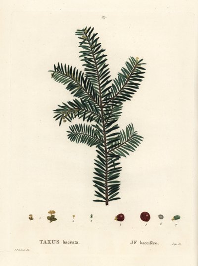 Engelsk taks eller europæisk taks, Taxus baccata. Håndfarvet stiplet gravering efter en illustration af Pierre-Joseph Redoute fra Henri Louis Duhamel du Monceaus Treat des Arbres et Shrustes, Paris af Pierre Joseph Redouté