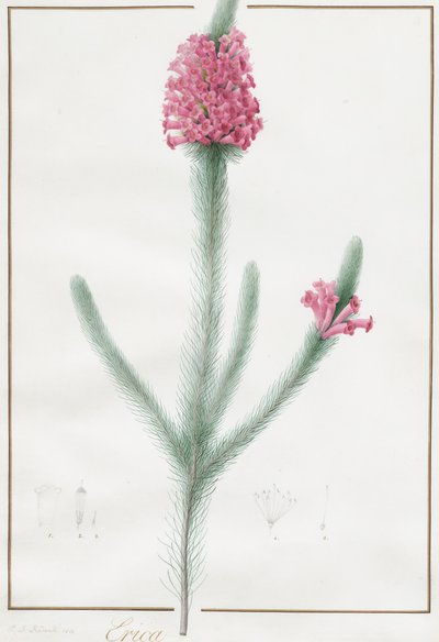 Erica Fulgida, 1813. af Pierre Joseph Redouté