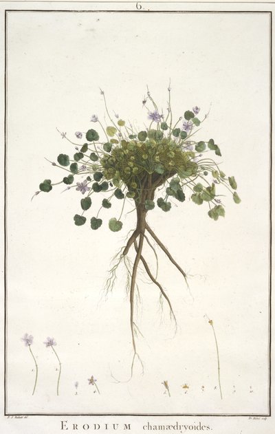 Erodium chamaedryoides, fra Geraniologi, eller fra historien om Erodius, Pelargonii, Monsonia og Grieli, illustreret med ikoner, 1787-88 (håndfarvet gravering) af Pierre Joseph Redouté
