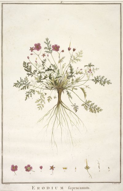 Erodius supracanum, fra Geraniologi, eller fra historien om Erodii, Pelargonii, Monsonia og Grieli, illustreret med ikoner, 1787-88 (håndfarvet gravering) af Pierre Joseph Redouté