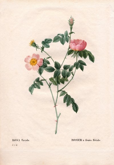Fetid frugtrose. Håndfarvet stiplet kobberstik fra Pierre Joseph Redoutes "" Les Roses,"" Paris af Pierre Joseph Redouté