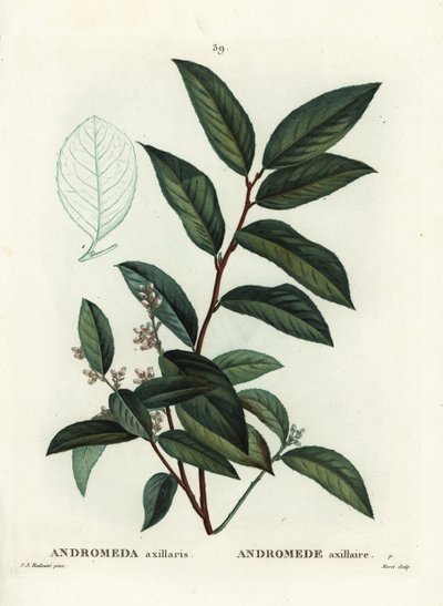 Fetterbush, Andromeda axillaris. Håndfarvet stipplegravering af Moret efter en illustration af Pierre-Joseph Redoute fra Henri Louis Duhamel du Moncels Treat des Arbres et Shrustes, Paris af Pierre Joseph Redouté