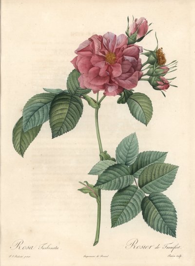 Frankfurt Rosier - Eau forte de Bessin, baseret på en illustration af Pierre Joseph Redoute (1759-1840), fra Les Roses af Pierre Joseph Redouté