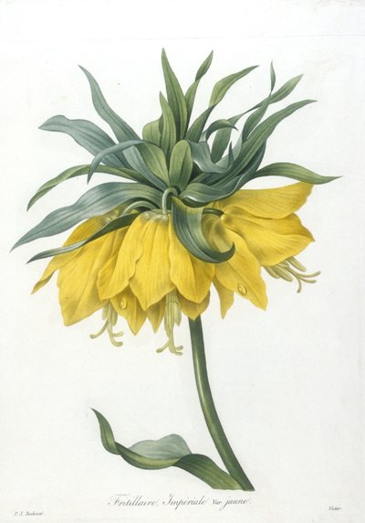 Fritillary, Imperiale gul sort, fra Valg af de smukkeste blomster og smukkeste frugter, 1827 (håndfarvet stiplet gravering) af Pierre Joseph Redouté