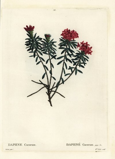 Garland blomst rosa guld daphne, Daphne cneorum. Håndfarvet stipplegravering af Miss Rolet efter en illustration af Pierre-Joseph Redoute fra Henri Louis Duhamel du Moncels Treat des Arbres et Shrustes, Paris af Pierre Joseph Redouté
