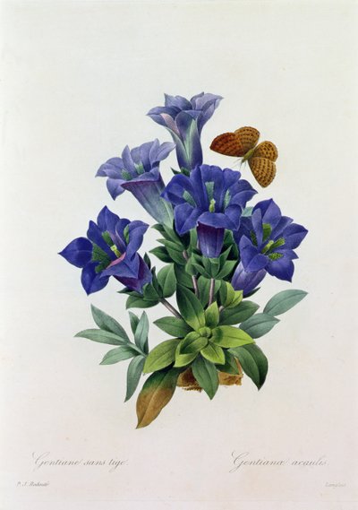 Gentiana Acaulis (farvet gravering) af Pierre Joseph Redouté