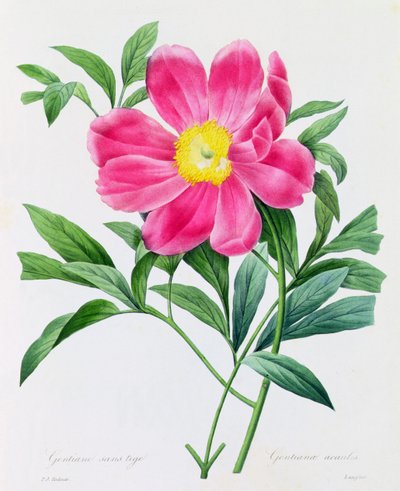 Stammeløs ensian (farvet gravering) af Pierre Joseph Redouté