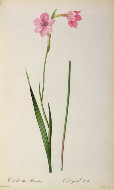 Gladiolus Hirsulus, fra `Les Liliacees