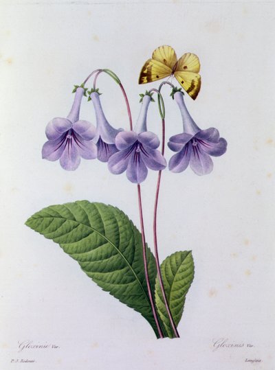 Gloxinia (farvet gravering) af Pierre Joseph Redouté