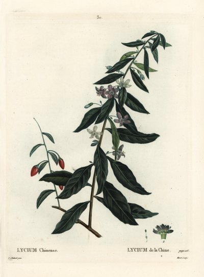 Gojibær eller kinesisk boxthorn, Lycium chinense. Håndfarvet stipplegravering af Moret efter en illustration af Pierre-Joseph Redoute fra Henri Louis Duhamel du Moncels Treat des Arbres et Shrustes, Paris af Pierre Joseph Redouté