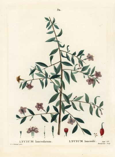 Gojibær eller kinesisk ulvebær, Lycium barbarum (Lycium lanceolatum). Håndfarvet prikkegravering af Du Ruisseau efter en illustration af Pierre-Joseph Redoute fra Henri Louis Duhamel du Moncels Treat des Arbres et Shrustes, Paris af Pierre Joseph Redouté