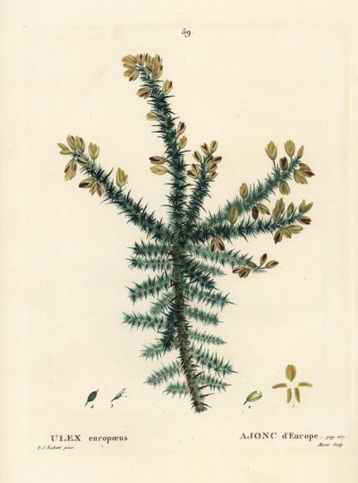 Gorse, furze eller whin, Ulex europaeus. Håndfarvet stipplegravering af Moret efter en illustration af Pierre-Joseph Redoute fra Henri Louis Duhamel du Moncels Treat des Arbres et Shrustes, Paris af Pierre Joseph Redouté