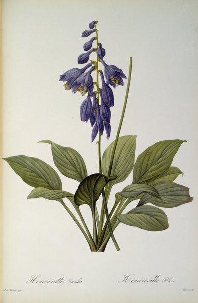Hemerocallis Caerulea, fra `Les Liliacees