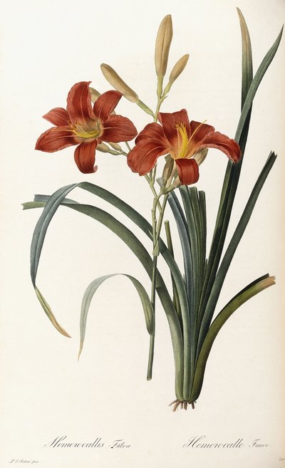 Hemerocallis Fulva - Hemerocallis Fauve af Pierre Joseph Redouté