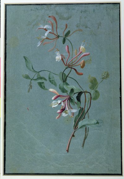 Honeysuckle (wc på blåt papir) af Pierre Joseph Redouté