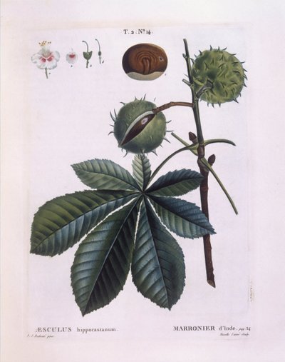 Hestekastanje eller Conker-træ (Aesculus hippocastanum), Henry Louis Duhamel du Monceau, botanisk plade af Pierre Joseph Redouté af Pierre Joseph Redouté